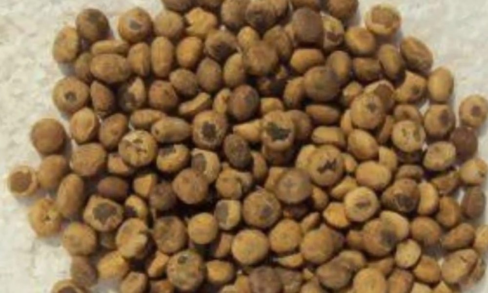 தெற்றான்கொட்டை