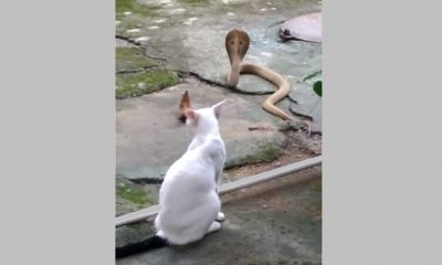 cat