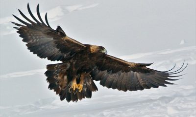 eagle