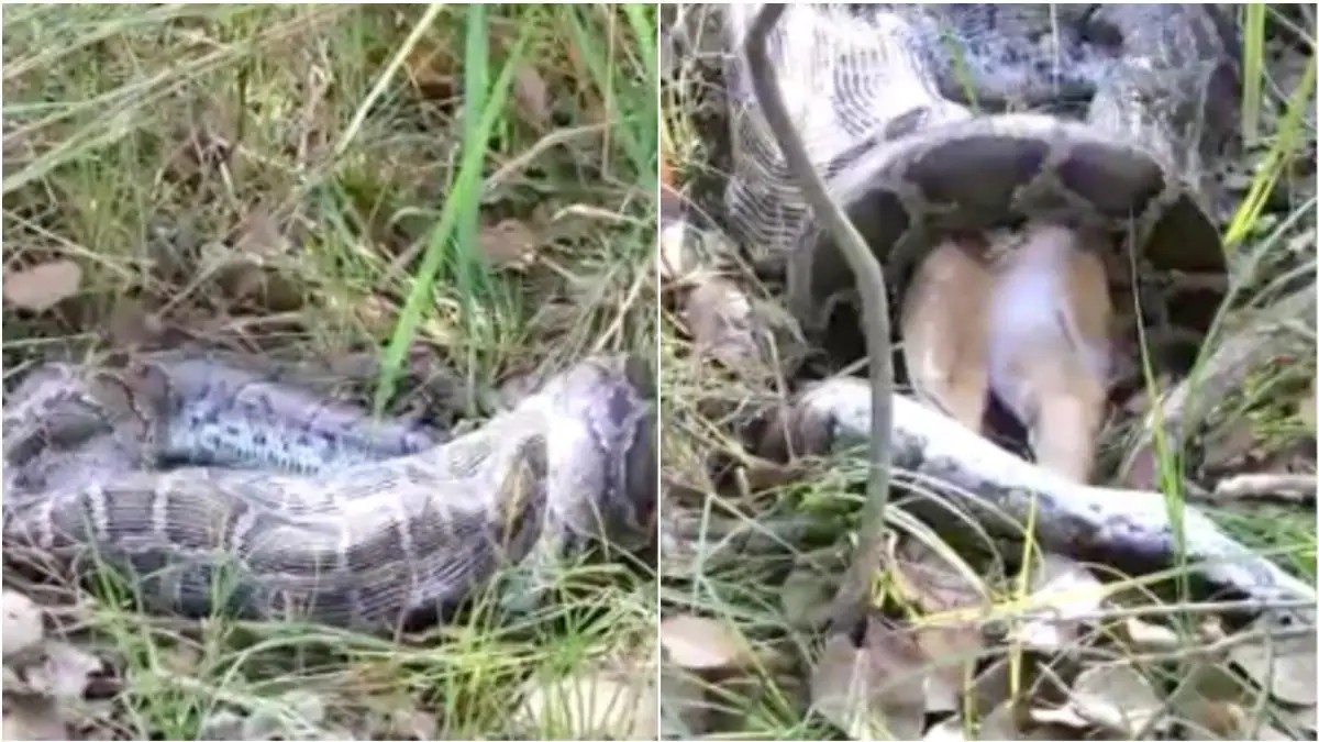 snake